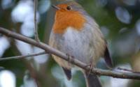 Charity Giving Online - Donate to Beale Park