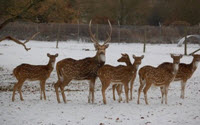 Online Fundraising - Donate to Beale Park