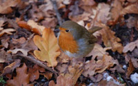 Personal fundraising pages in aid of Beale Park