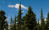 Personal fundraising pages in aid of ForestEthics