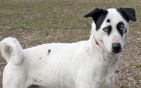 Charity Giving Online - Donate to Delaware Humane Association