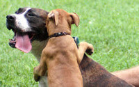 Online Fundraising - Donate to Delaware Humane Association