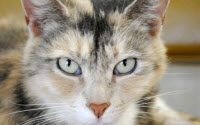 Personal fundraising pages in aid of Delaware Humane Association