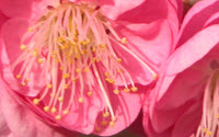 Charity Giving Online - Donate to Norfolk Botanical Garden Charity Giving Online - Donate to Norfolk Botanical Garden