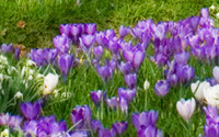 Charity Giving Online - Donate to Natuurmonumenten