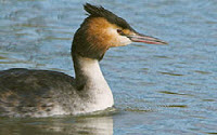 Online Fundraising - Donate to Natuurmonumenten