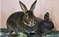 Charity Giving Online - Donate to House Rabbit Network