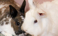 Online Fundraising - Donate to House Rabbit Network