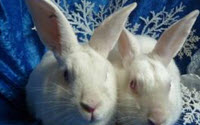 Personal fundraising pages in aid of House Rabbit Network