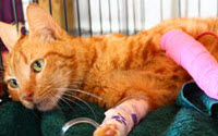 Personal fundraising pages in aid of Esther Honey Foundation