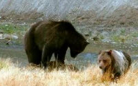 Personal fundraising pages in aid of Yellowstone Association