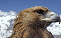 Charity Giving Online - Donate to HawkWatch International