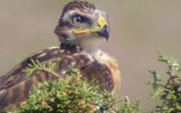Online Fundraising - Donate to HawkWatch International