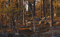 Online Fundraising - Donate to A click for the forest