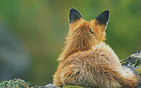 Personal fundraising pages in aid of A click for the forest