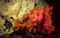 Online Fundraising - Donate to Deepwave Online Fundraising - Donate to Deepwave