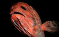 Personal fundraising pages in aid of Deepwave Personal fundraising pages in aid of Deepwave