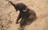 Charity Giving Online - Donate to David Shepherd Wildlife Foundation Charity Giving Online - Donate to David Shepherd Wildlife Foundation