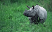 Online Fundraising - Donate to David Shepherd Wildlife Foundation Online Fundraising - Donate to David Shepherd Wildlife Foundation