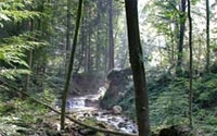 Charity Giving Online - Donate to Stiftung Wehrenbach