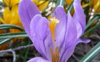 Charity Giving Online - Donate to Aspen Center for Environmental Studies