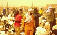 Online Fundraising - Donate to Rain for the Sahel and Sahara
