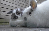 Charity Giving Online - Donate to Rabbit Run-Away Orphanage Charity Giving Online - Donate to Rabbit Run-Away Orphanage